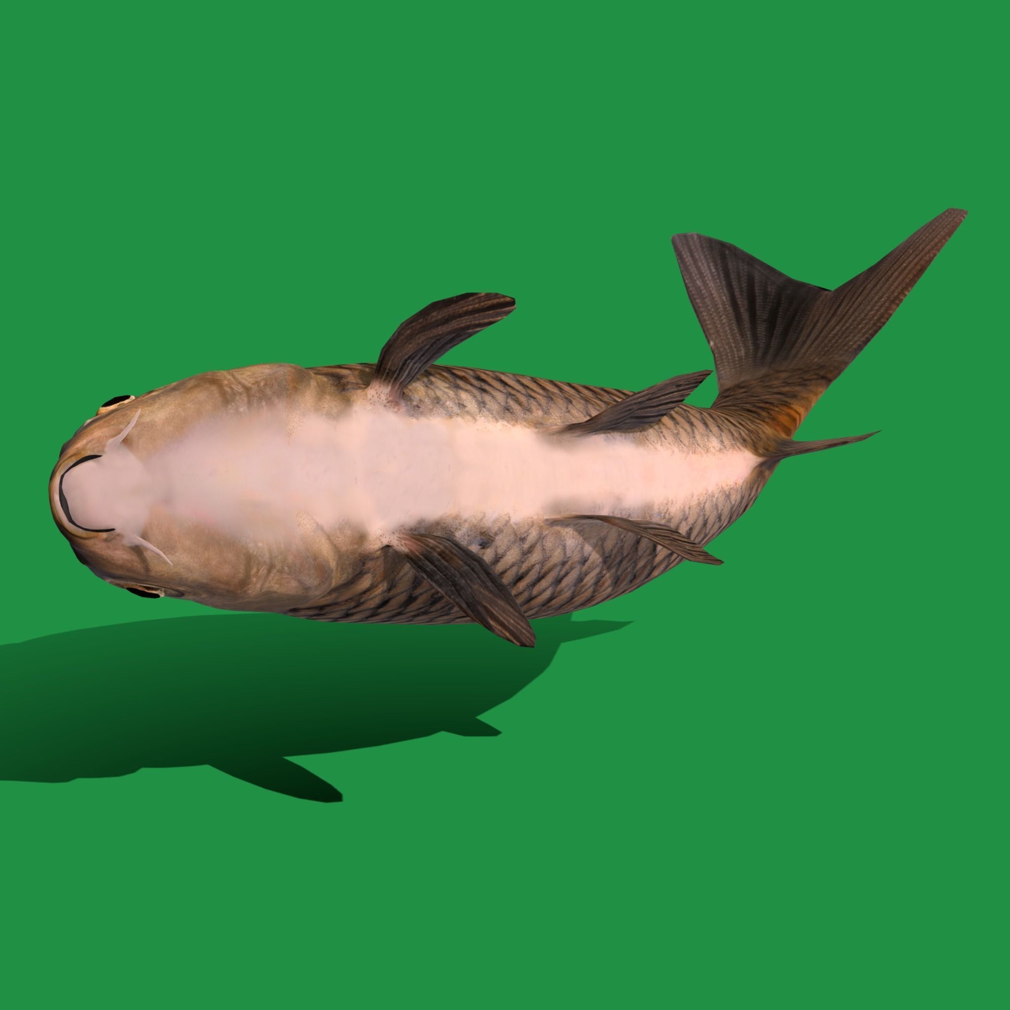 Common Eurasian Carp Fish Low-poly 3D model_21