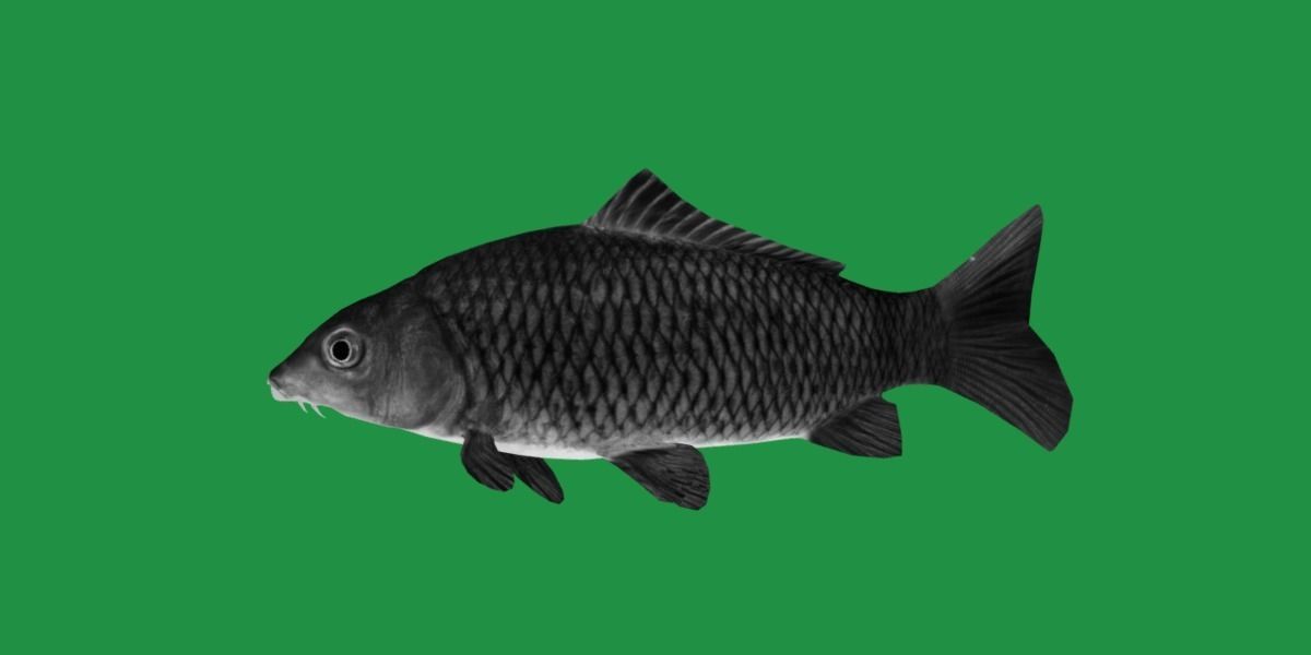 Common Eurasian Carp Fish Low-poly 3D model_10