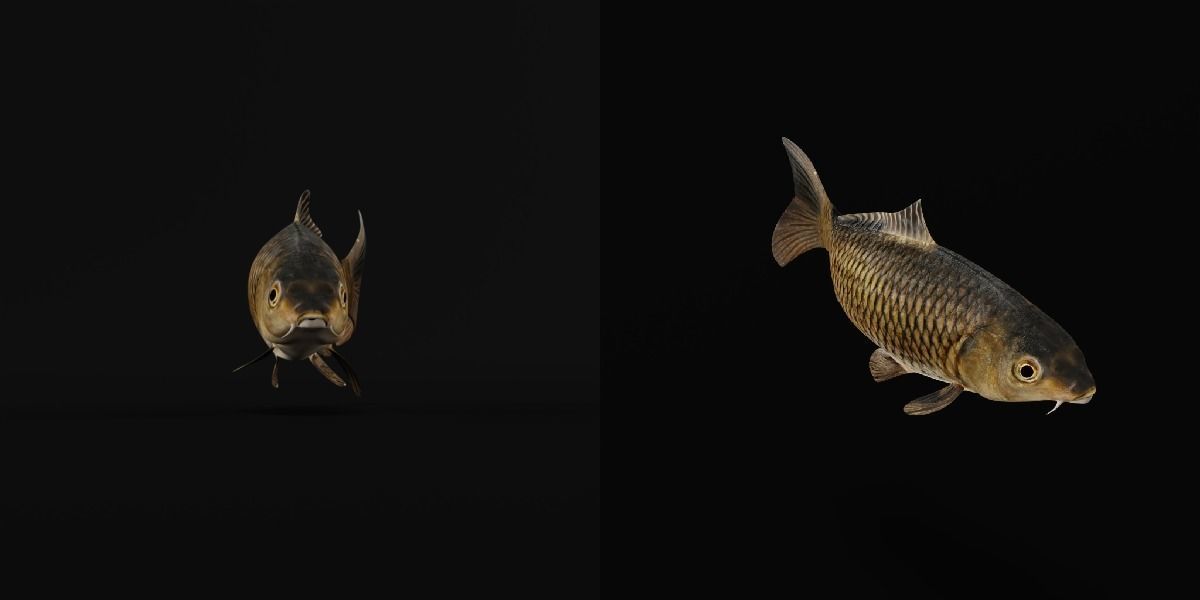 Common Eurasian Carp Fish Low-poly 3D model_4