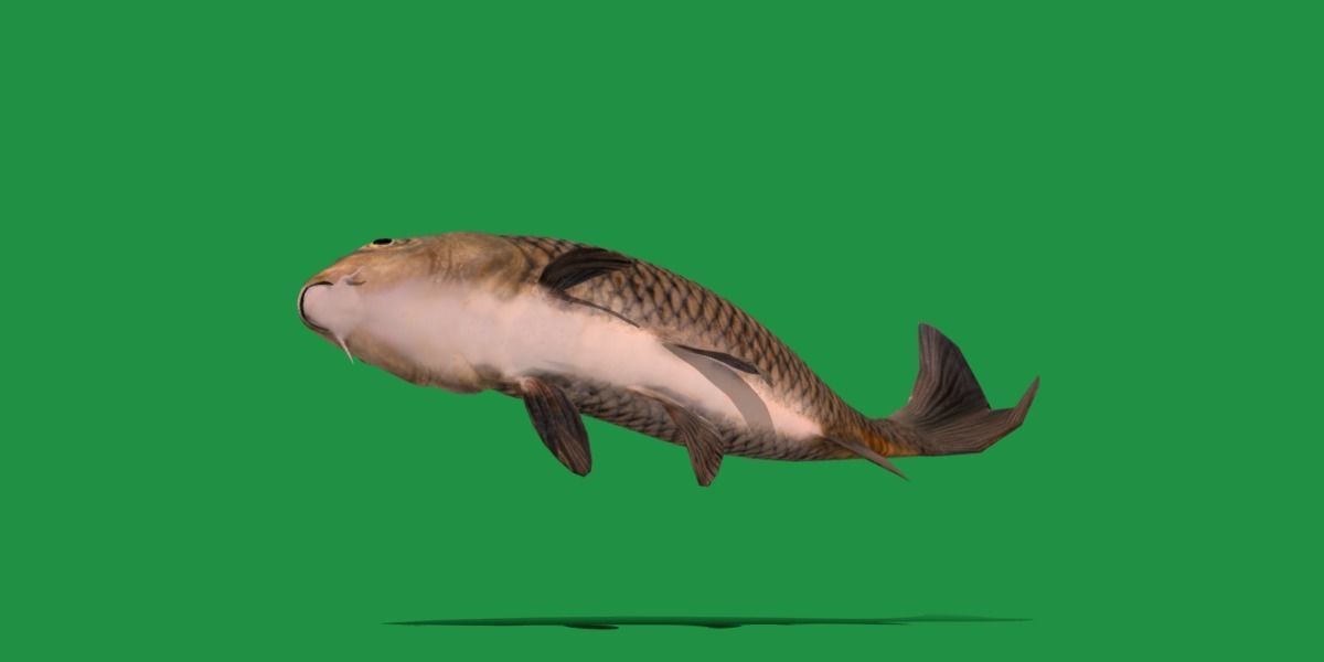 Common Eurasian Carp Fish Low-poly 3D model_13