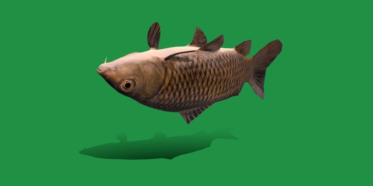 Common Eurasian Carp Fish Low-poly 3D model_23