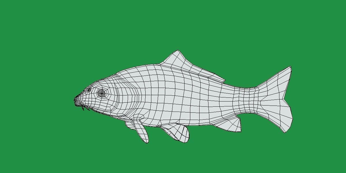 Common Eurasian Carp Fish Low-poly 3D model_14