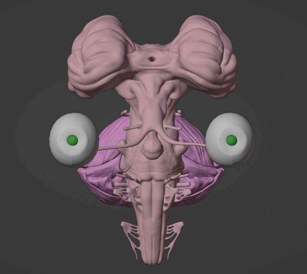 3D Model of Brain Stem and Cranial Nerves 3D model_7