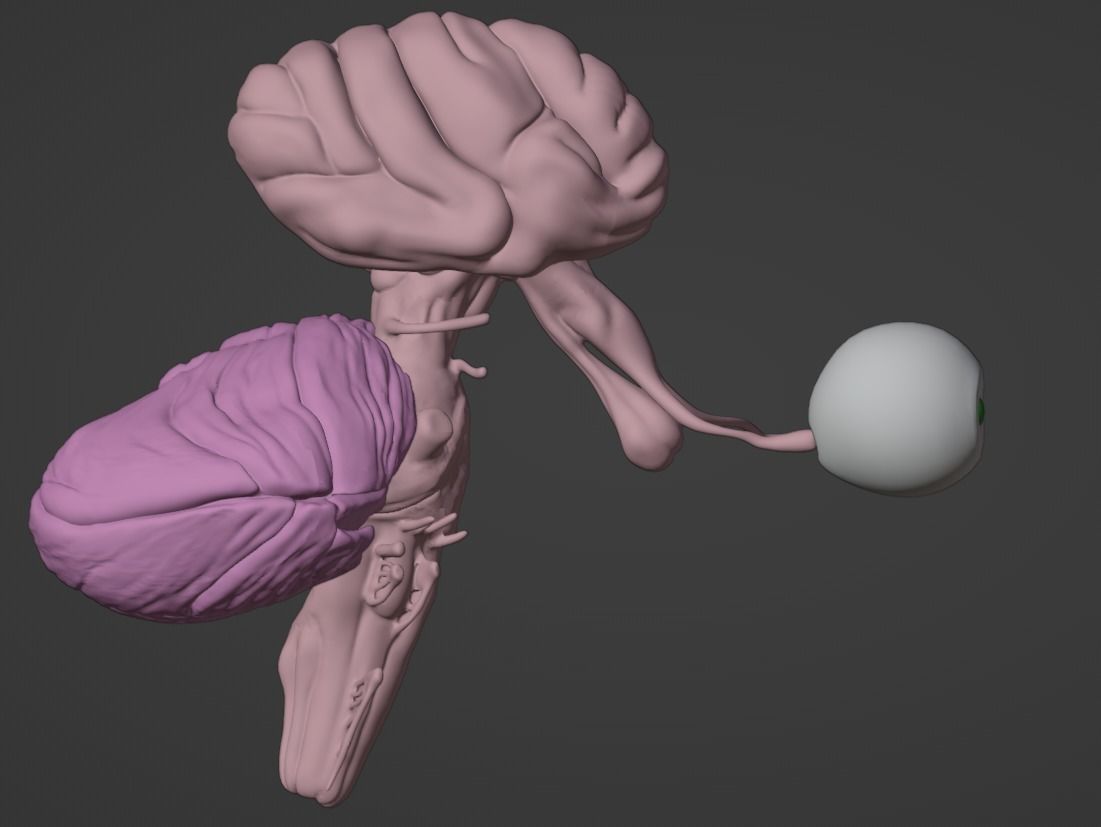 3D Model of Brain Stem and Cranial Nerves 3D model_9