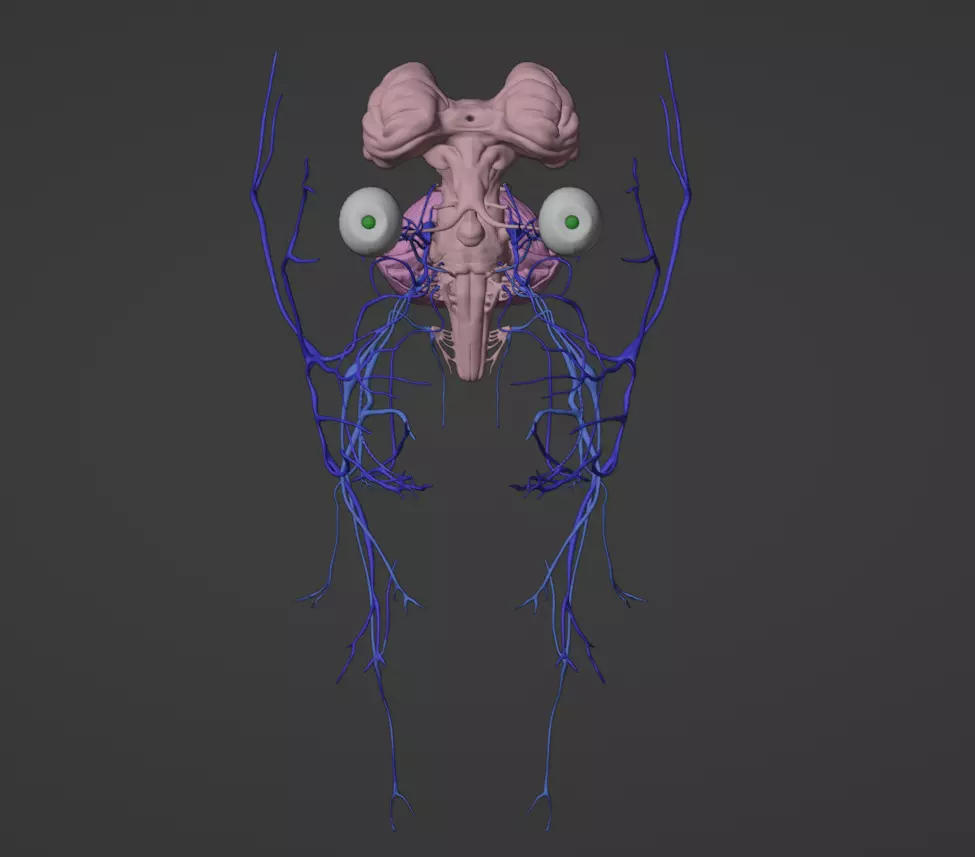 3D Model of Brain Stem and Cranial Nerves 3D model_0