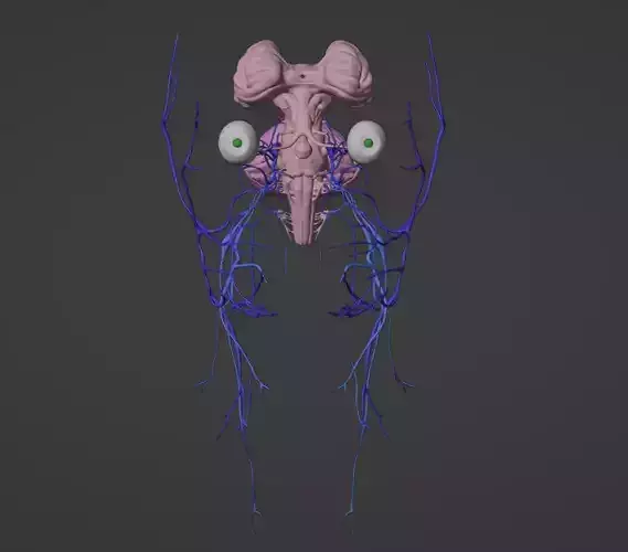 3D Model of Brain Stem and Cranial Nerves 3D model
