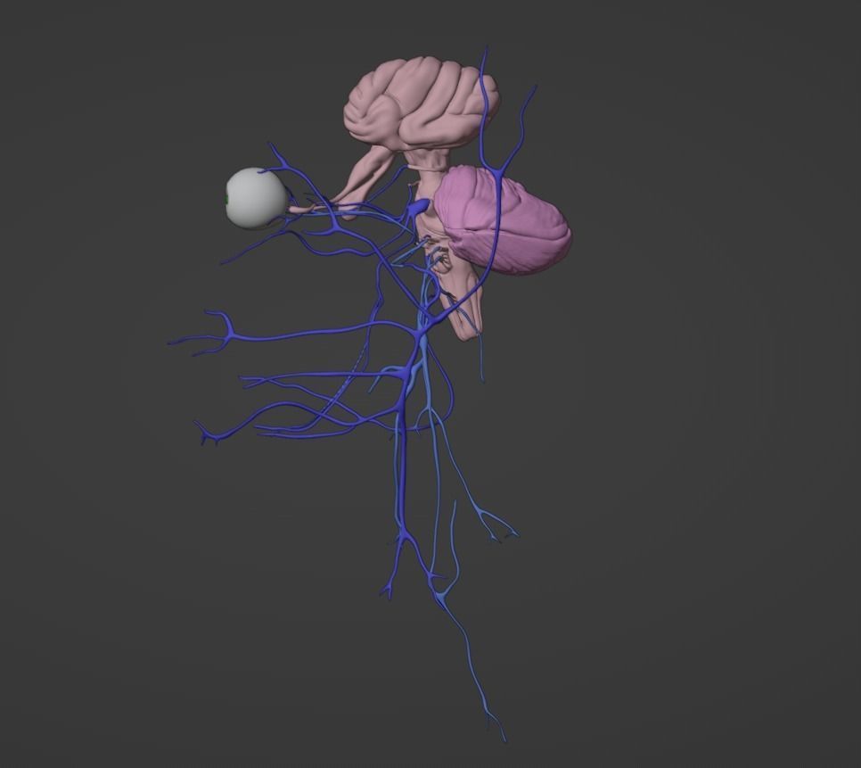 3D Model of Brain Stem and Cranial Nerves 3D model_4