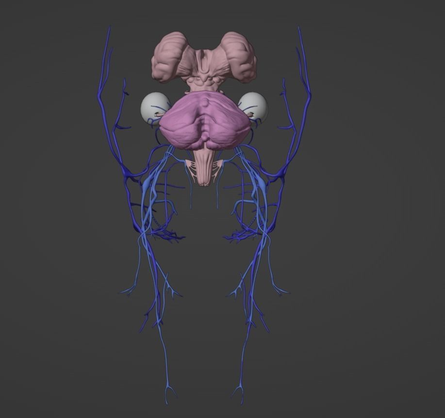 3D Model of Brain Stem and Cranial Nerves 3D model_6