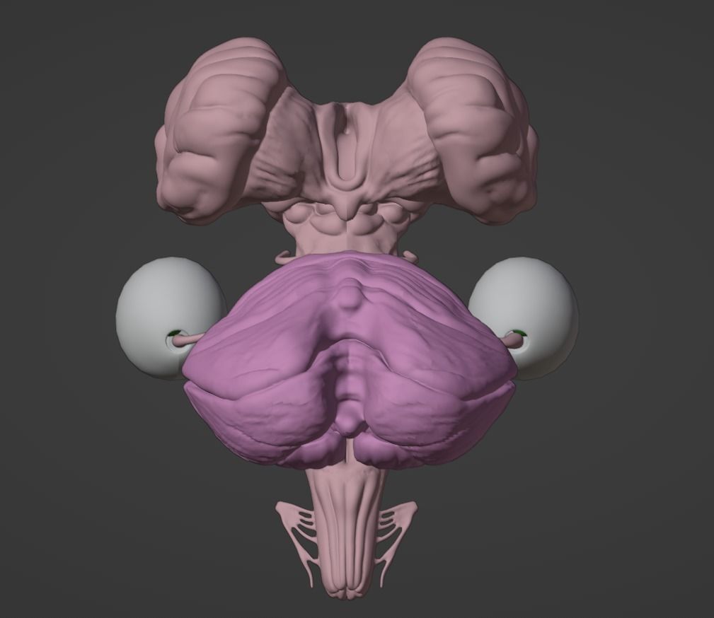 3D Model of Brain Stem and Cranial Nerves 3D model_10