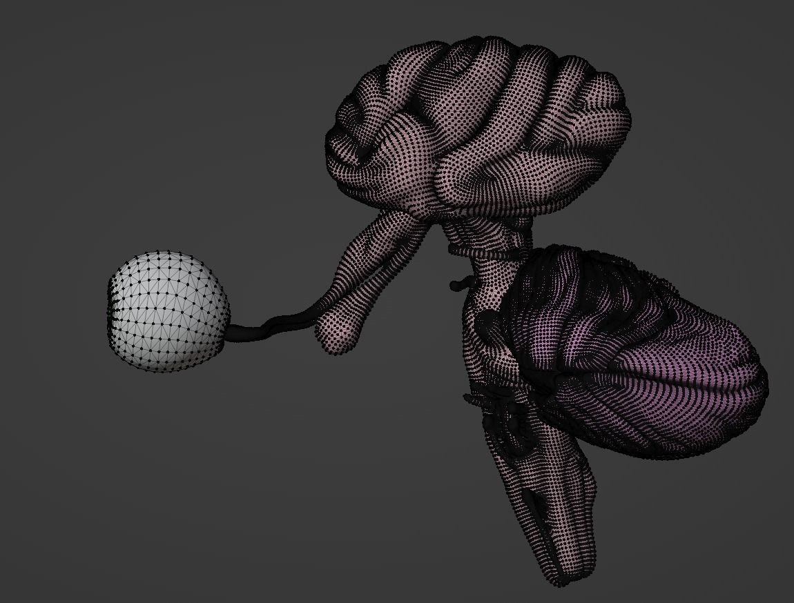 3D Model of Brain Stem and Cranial Nerves 3D model_1