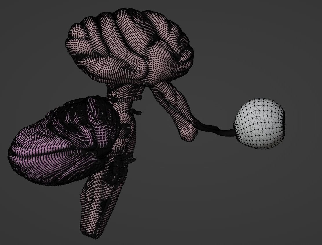 3D Model of Brain Stem and Cranial Nerves 3D model_2