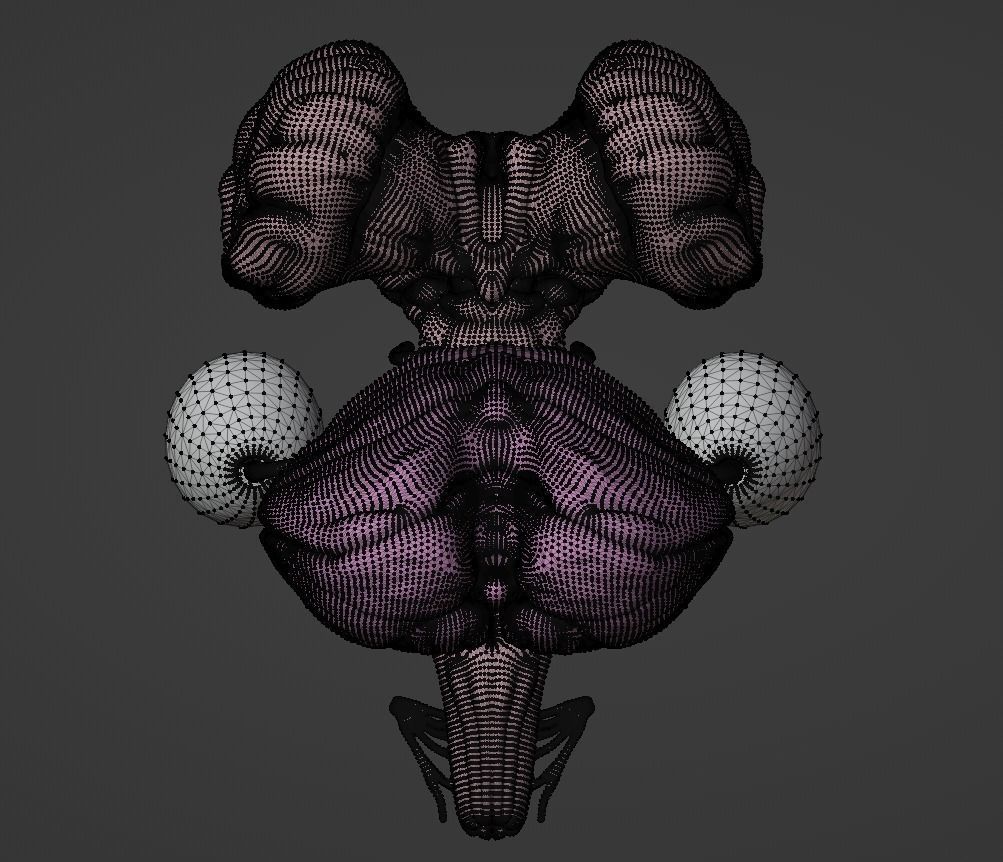 3D Model of Brain Stem and Cranial Nerves 3D model_3