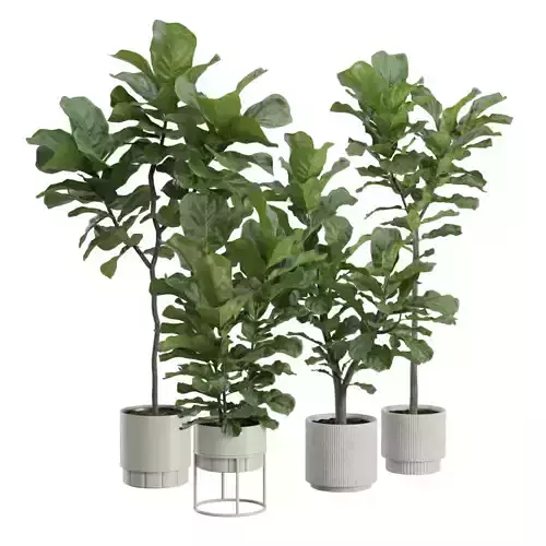 Ficus Lyrata Pack 03