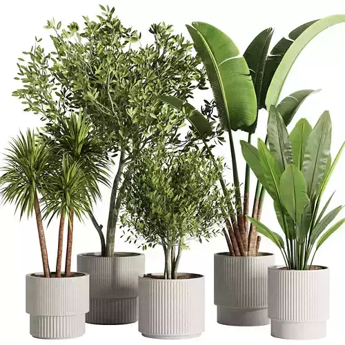 Indoor Plant Set46