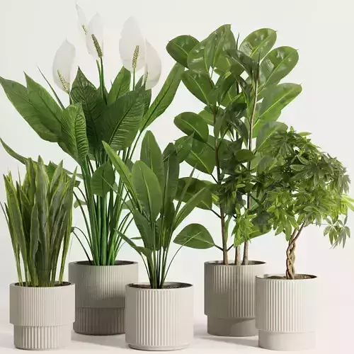Indoor Plant Set47