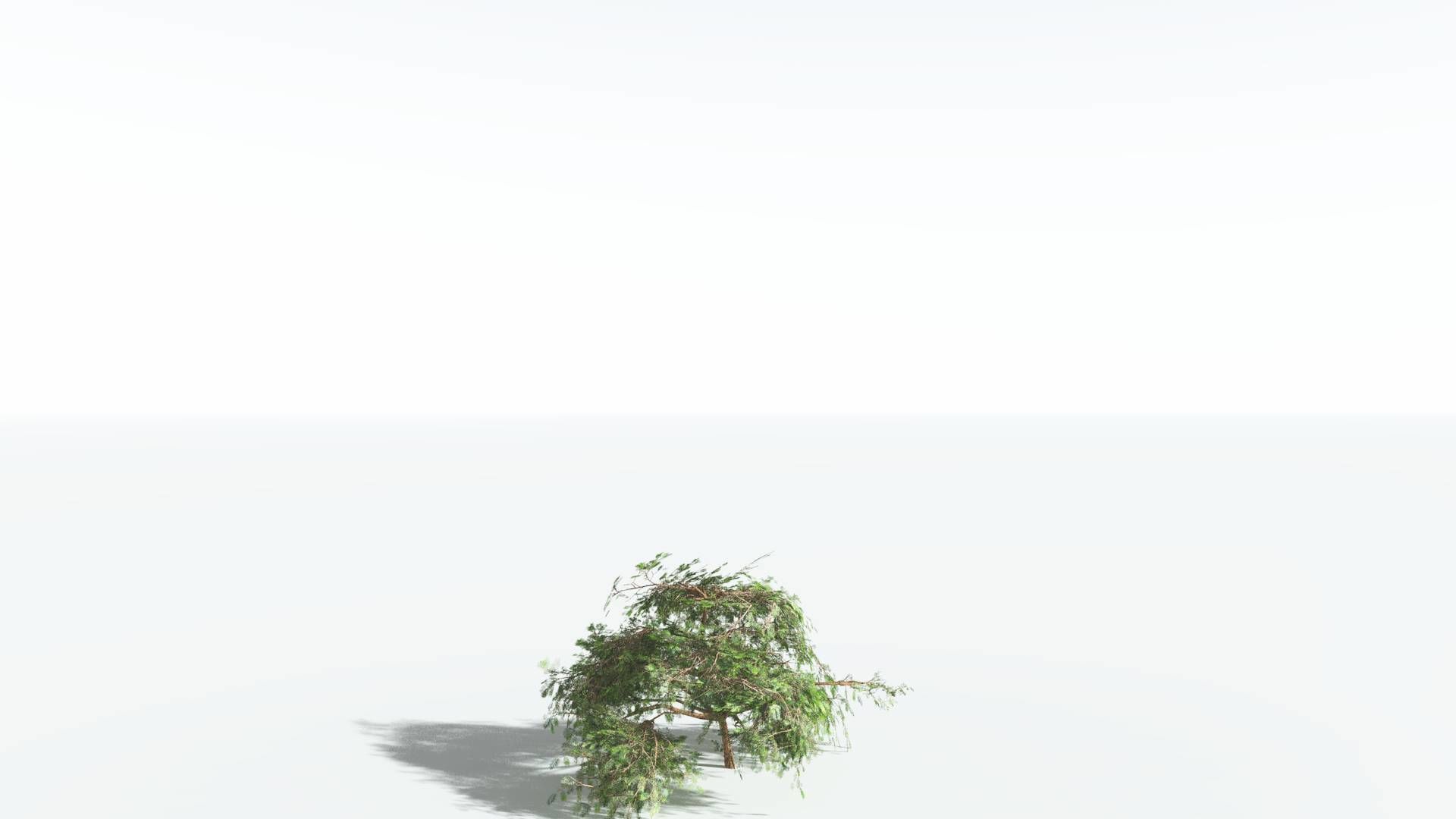 EVERYPlant Umbrella Thorn Acacia LowPoly 1 --12 Models-- Low-poly 3D model_20