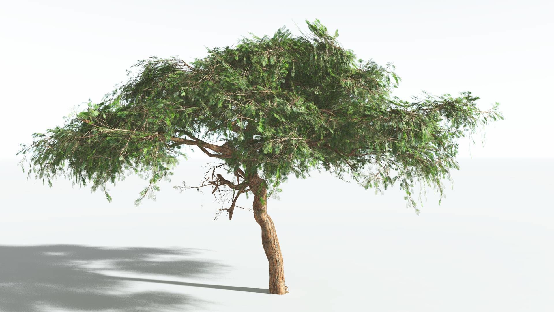 EVERYPlant Umbrella Thorn Acacia LowPoly 1 --12 Models-- Low-poly 3D model_6
