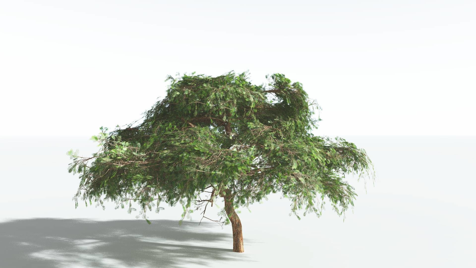 EVERYPlant Umbrella Thorn Acacia LowPoly 1 --12 Models-- Low-poly 3D model_18