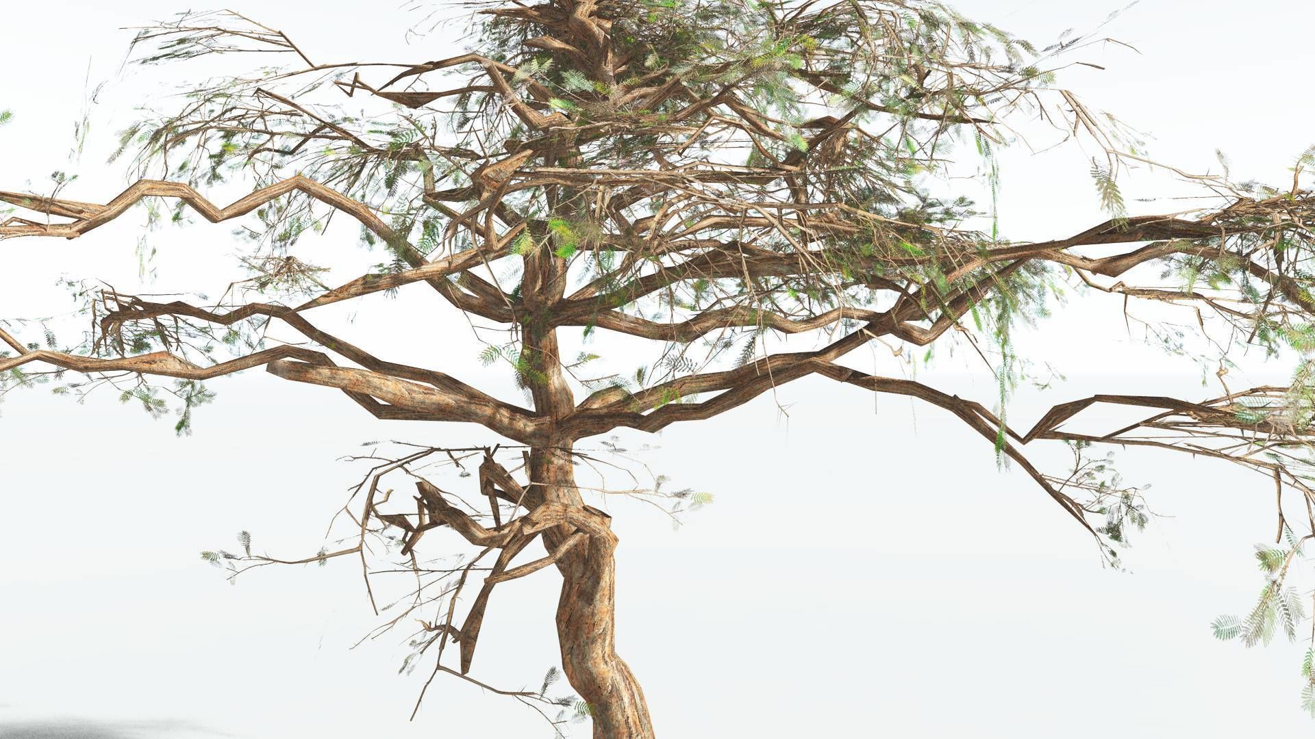 EVERYPlant Umbrella Thorn Acacia LowPoly 1 --12 Models-- Low-poly 3D model_11