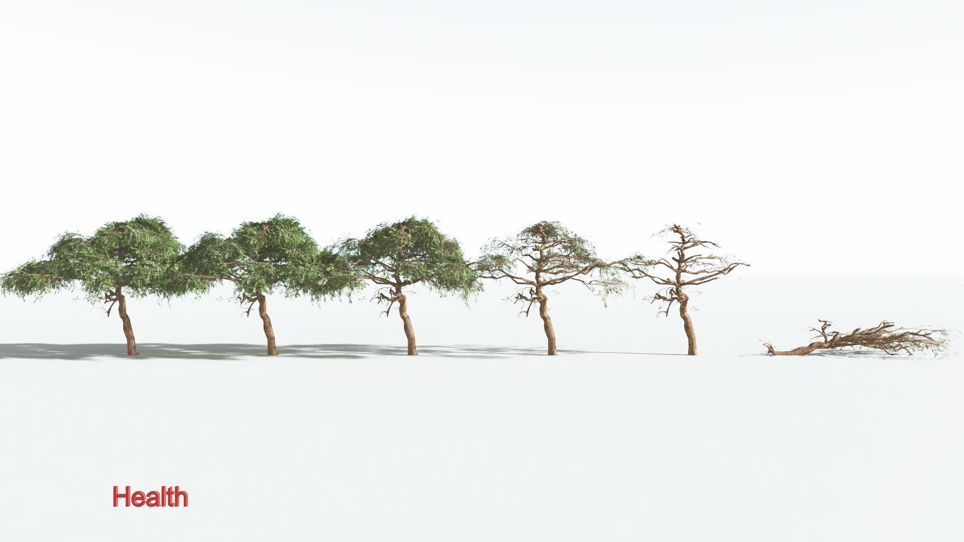 EVERYPlant Umbrella Thorn Acacia LowPoly 1 --12 Models-- Low-poly 3D model_1