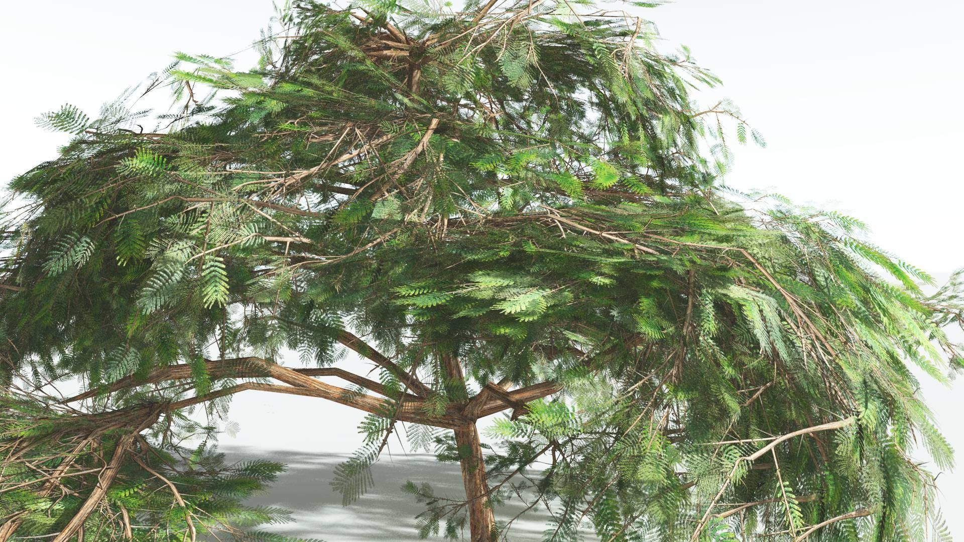 EVERYPlant Umbrella Thorn Acacia LowPoly 1 --12 Models-- Low-poly 3D model_21