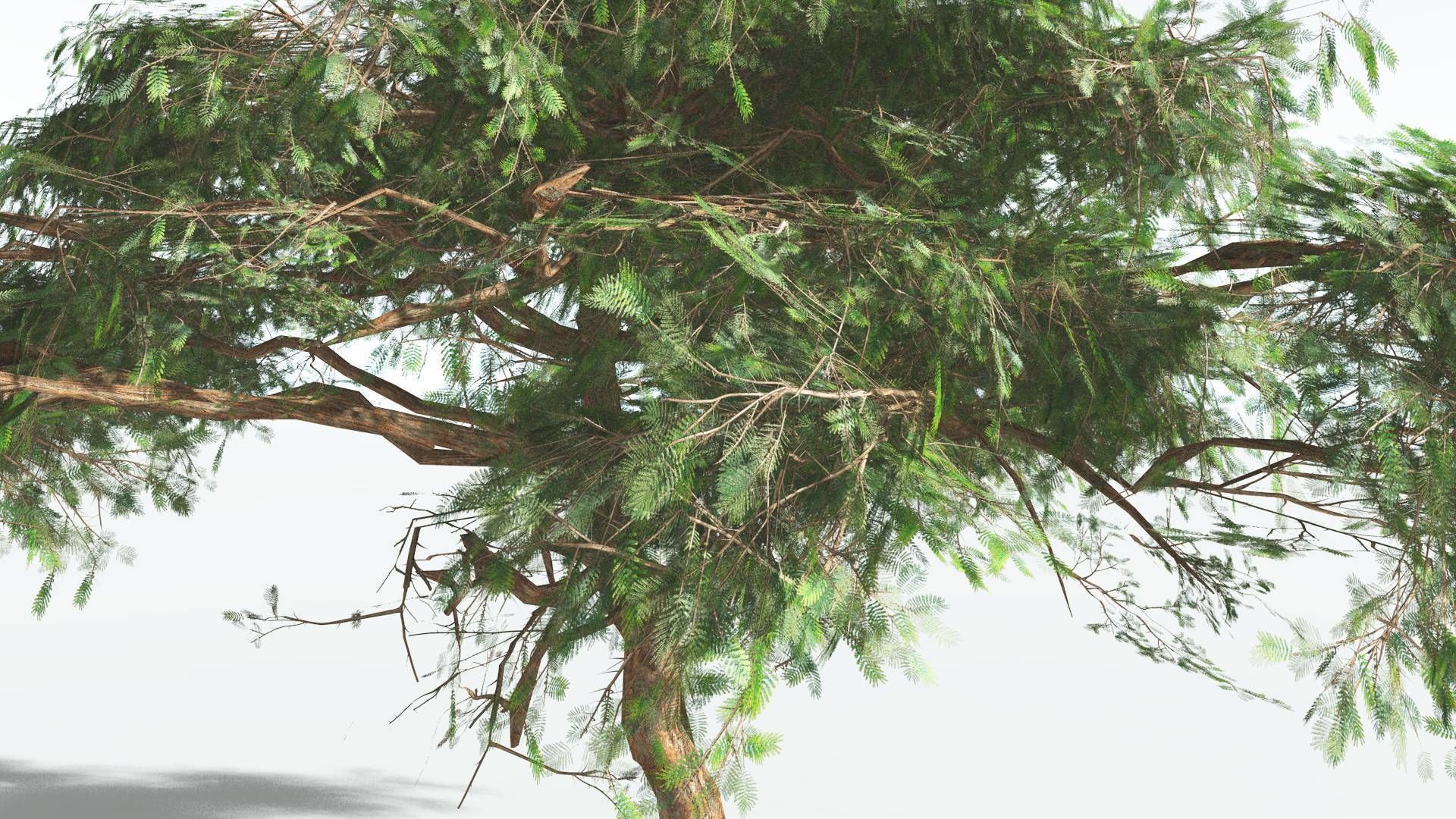 EVERYPlant Umbrella Thorn Acacia LowPoly 1 --12 Models-- Low-poly 3D model_25