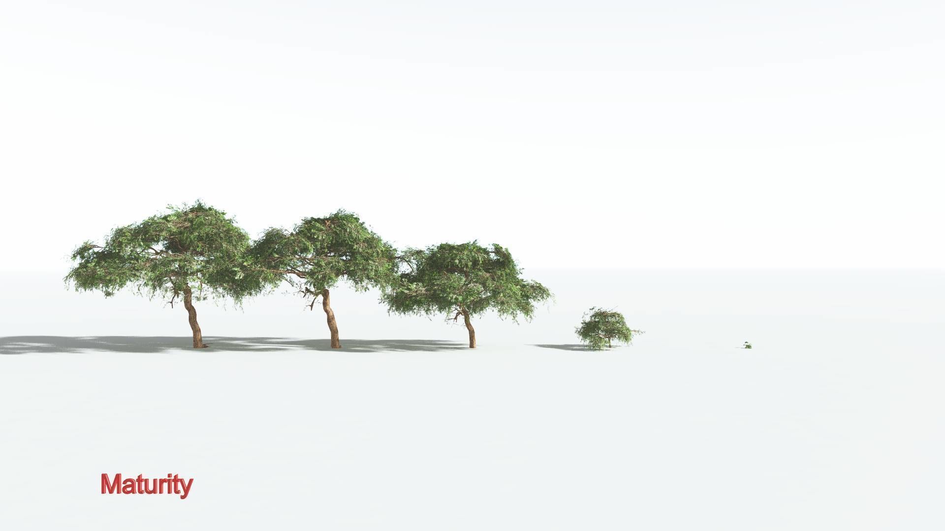 EVERYPlant Umbrella Thorn Acacia LowPoly 1 --12 Models-- Low-poly 3D model_2