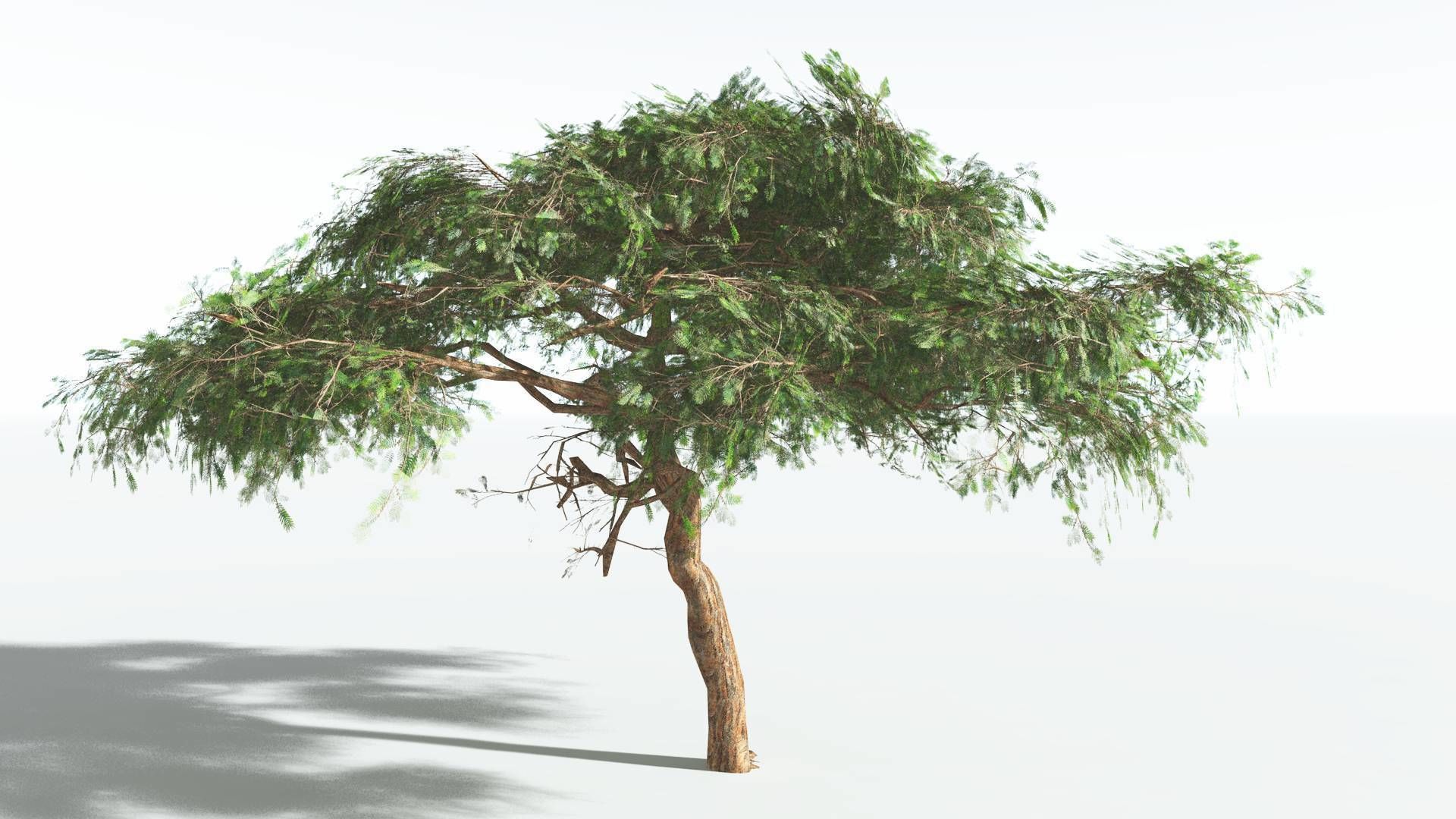 EVERYPlant Umbrella Thorn Acacia LowPoly 1 --12 Models-- Low-poly 3D model_4