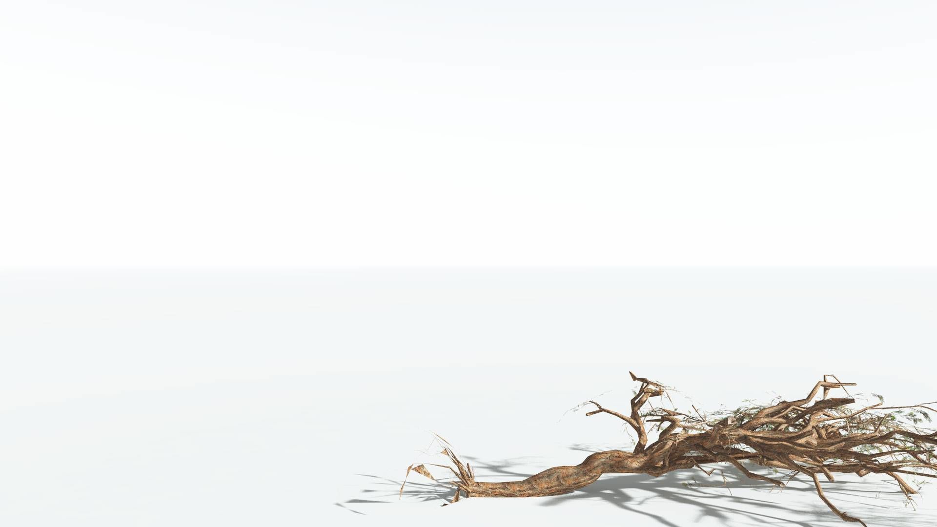 EVERYPlant Umbrella Thorn Acacia LowPoly 1 --12 Models-- Low-poly 3D model_14