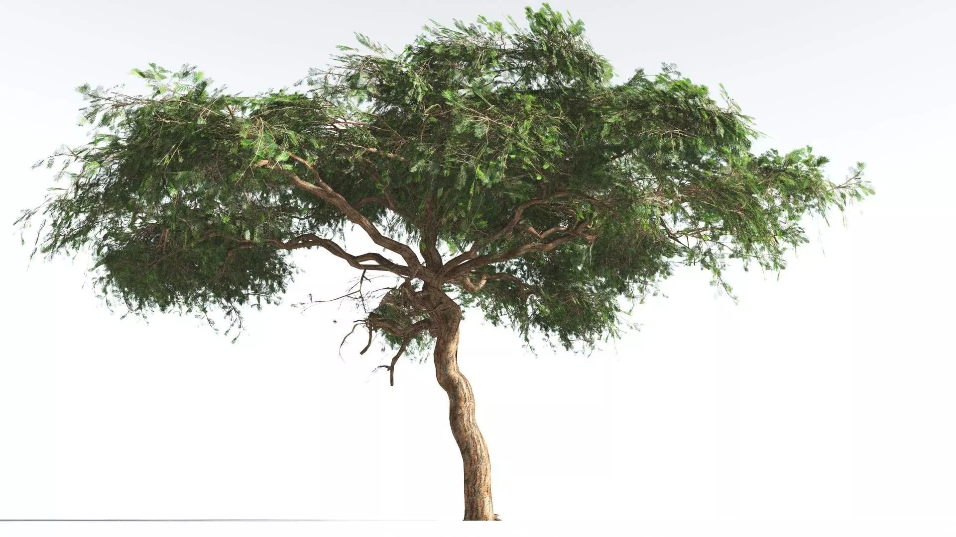 EVERYPlant Umbrella Thorn Acacia LowPoly 1 --12 Models-- Low-poly 3D model_0