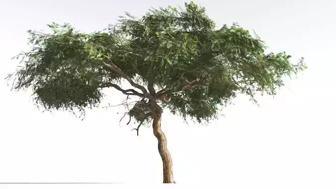 EVERYPlant Umbrella Thorn Acacia LowPoly 1 --12 Models--