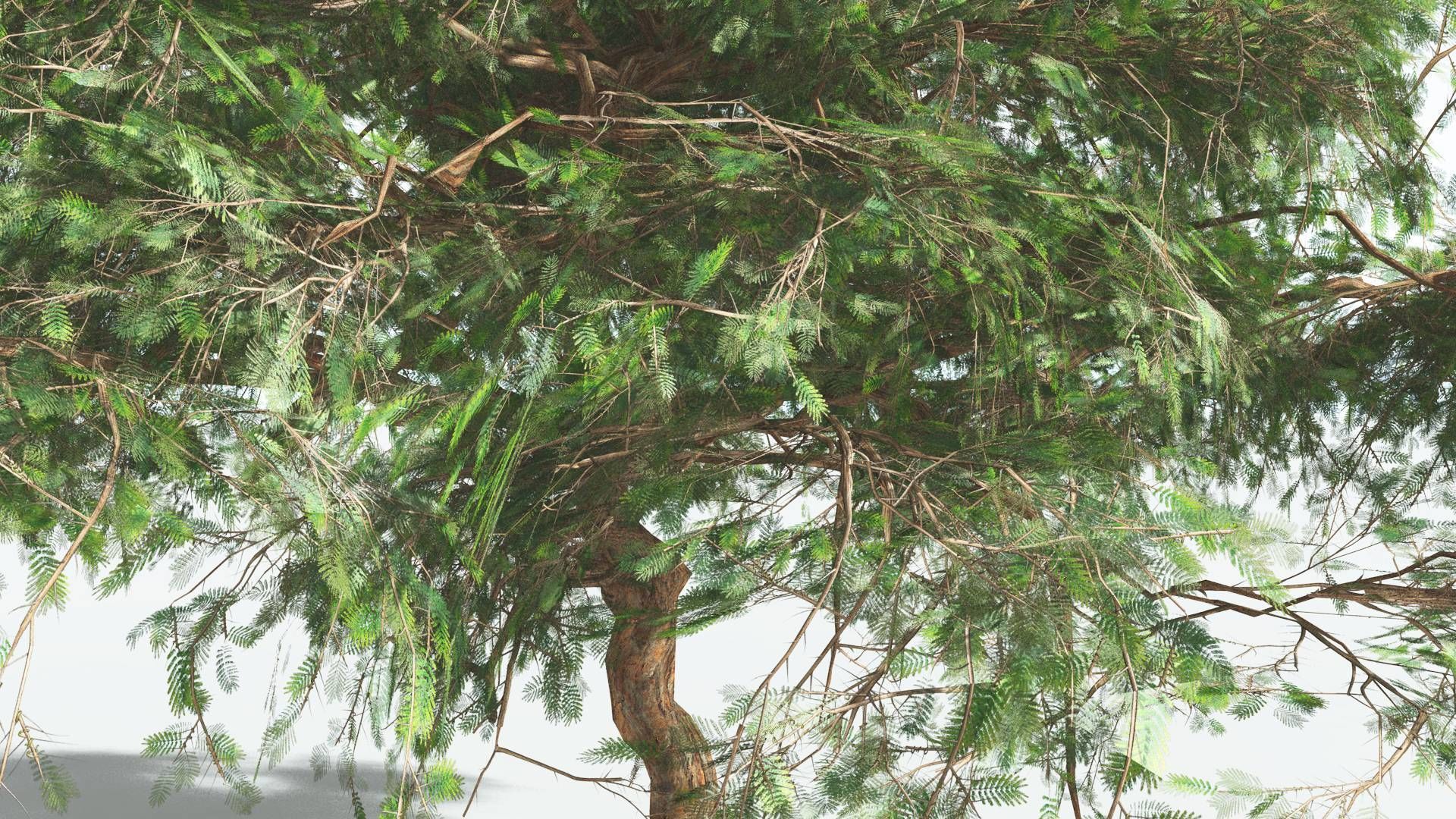 EVERYPlant Umbrella Thorn Acacia LowPoly 1 --12 Models-- Low-poly 3D model_17