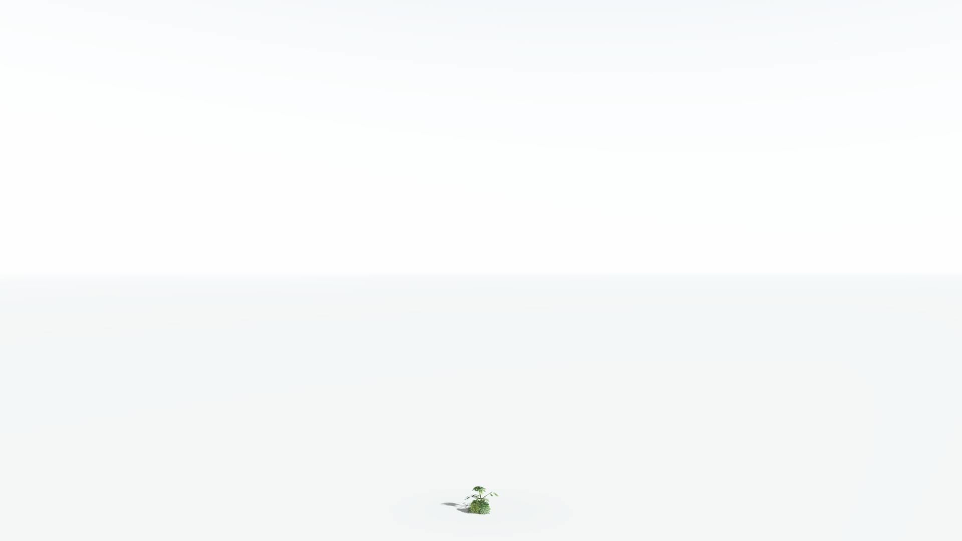 EVERYPlant Umbrella Thorn Acacia LowPoly 1 --12 Models-- Low-poly 3D model_22