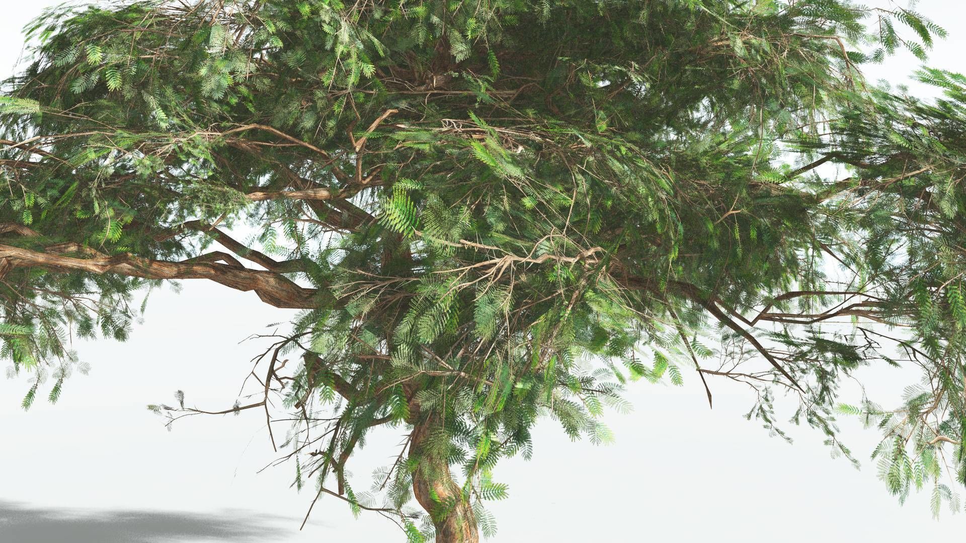 EVERYPlant Umbrella Thorn Acacia LowPoly 1 --12 Models-- Low-poly 3D model_27