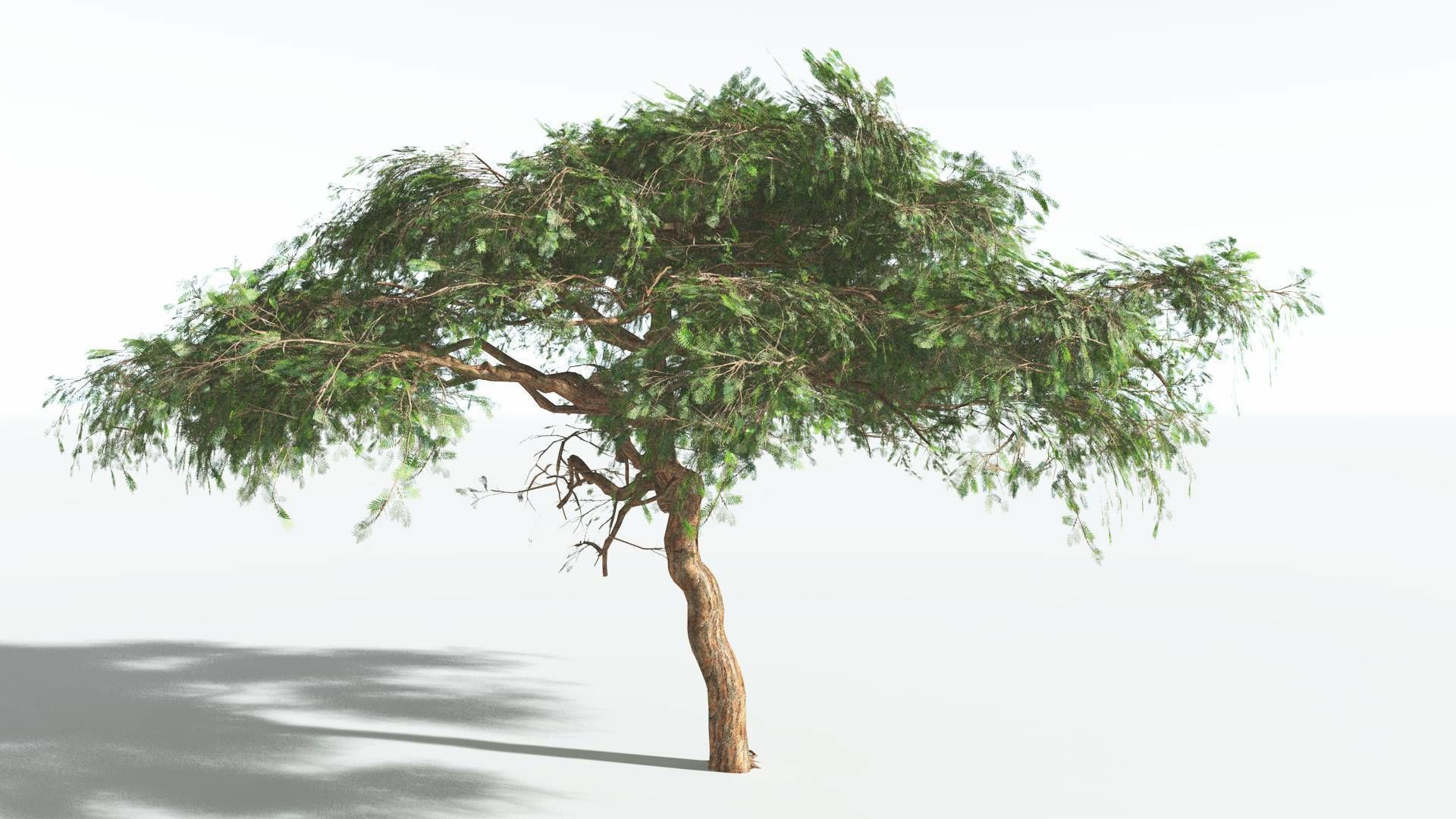 EVERYPlant Umbrella Thorn Acacia LowPoly 1 --12 Models-- Low-poly 3D model_26