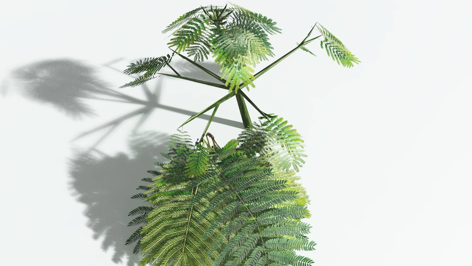 EVERYPlant Umbrella Thorn Acacia LowPoly 1 --12 Models-- Low-poly 3D model_23