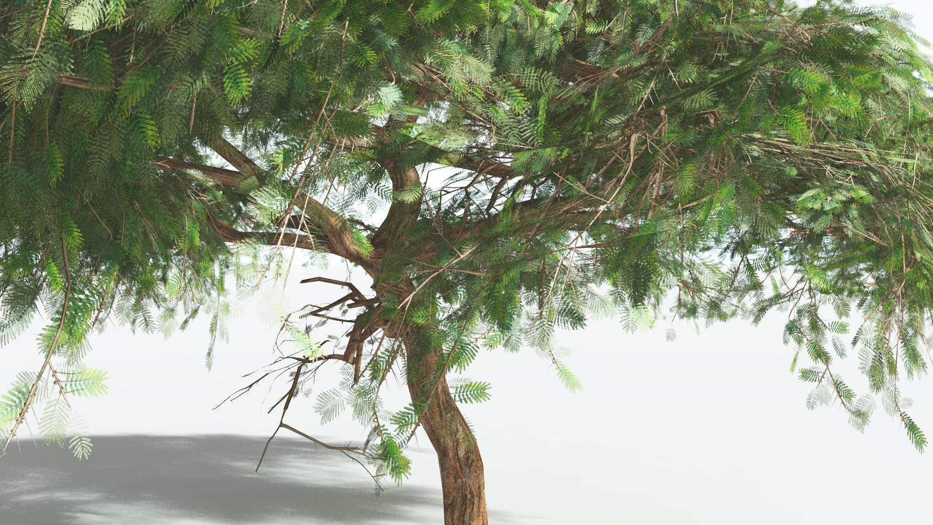 EVERYPlant Umbrella Thorn Acacia LowPoly 1 --12 Models-- Low-poly 3D model_19