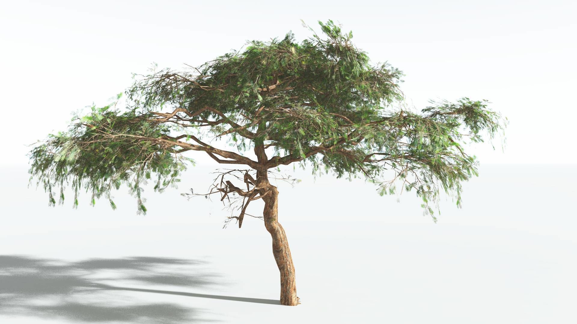 EVERYPlant Umbrella Thorn Acacia LowPoly 1 --12 Models-- Low-poly 3D model_8