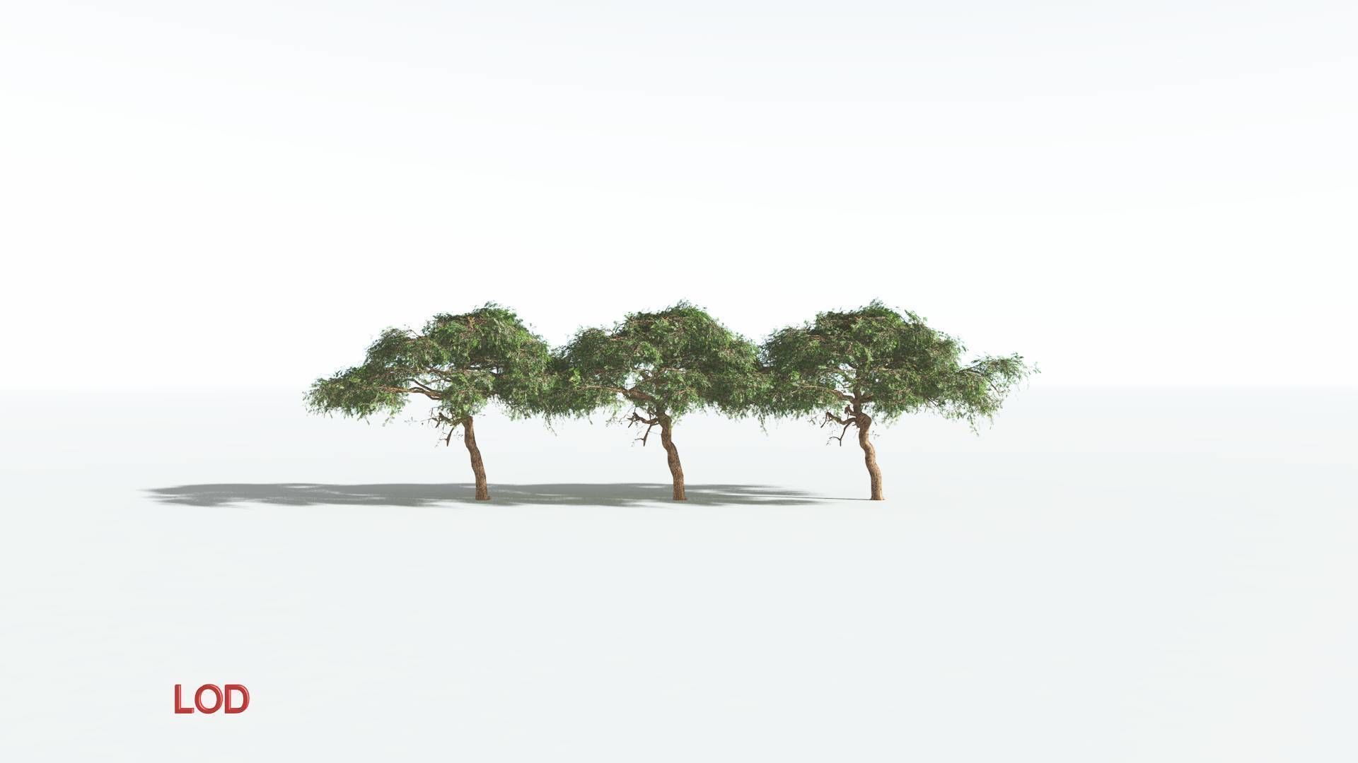 EVERYPlant Umbrella Thorn Acacia LowPoly 1 --12 Models-- Low-poly 3D model_3