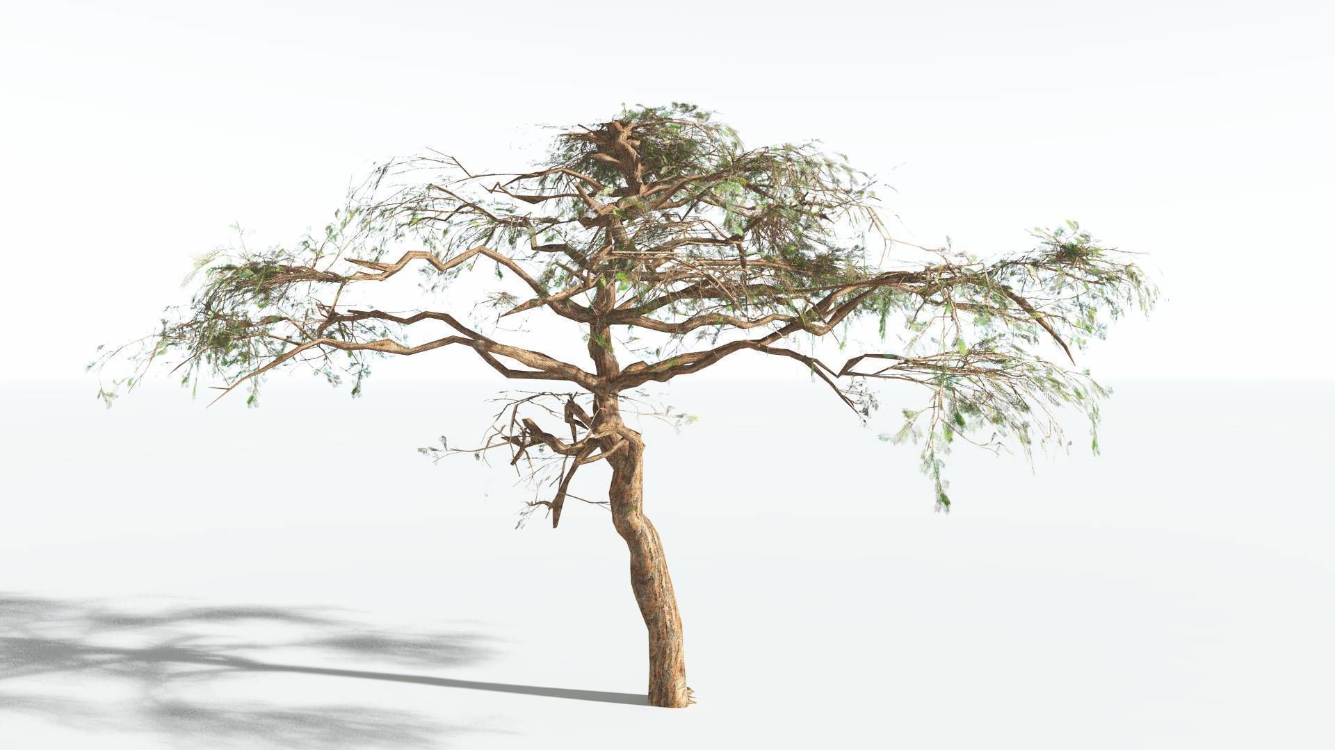 EVERYPlant Umbrella Thorn Acacia LowPoly 1 --12 Models-- Low-poly 3D model_10
