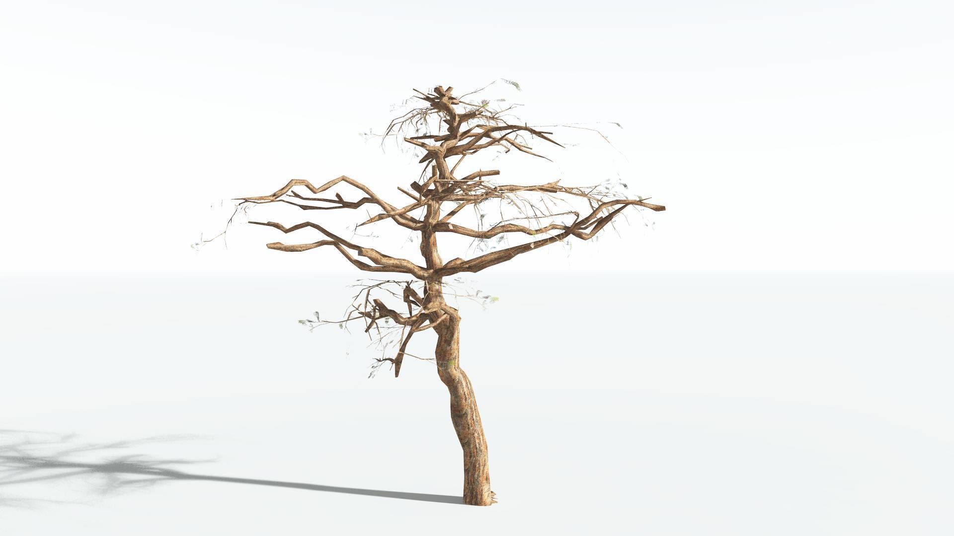 EVERYPlant Umbrella Thorn Acacia LowPoly 1 --12 Models-- Low-poly 3D model_12
