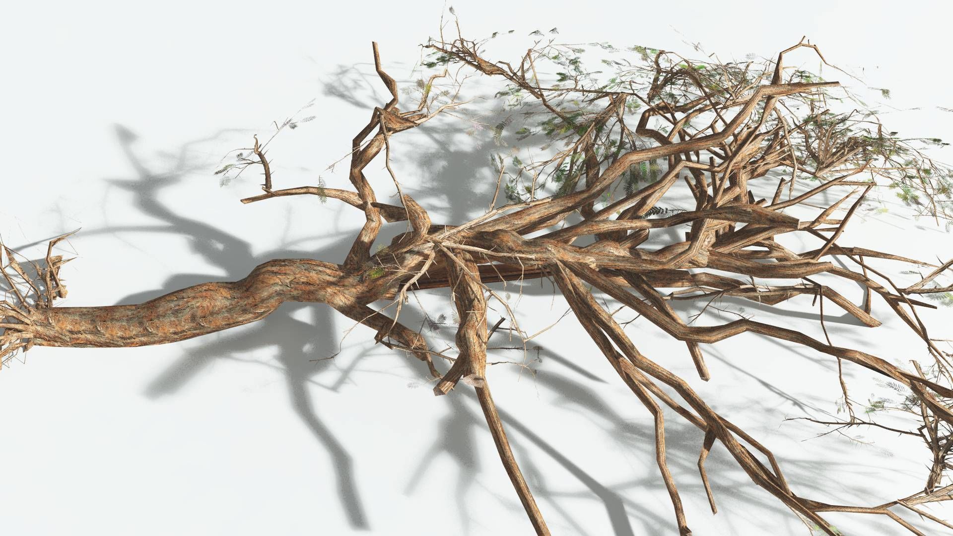 EVERYPlant Umbrella Thorn Acacia LowPoly 1 --12 Models-- Low-poly 3D model_15