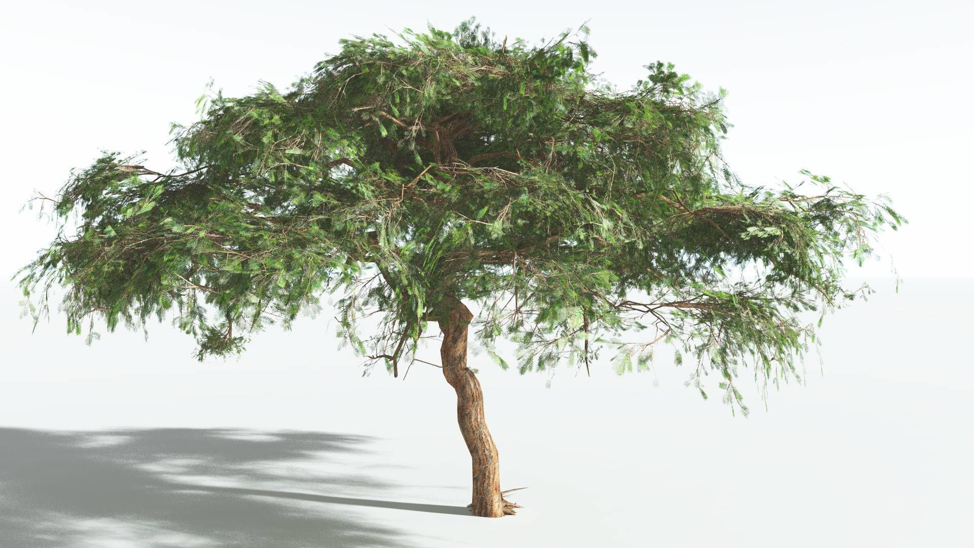 EVERYPlant Umbrella Thorn Acacia LowPoly 1 --12 Models-- Low-poly 3D model_16