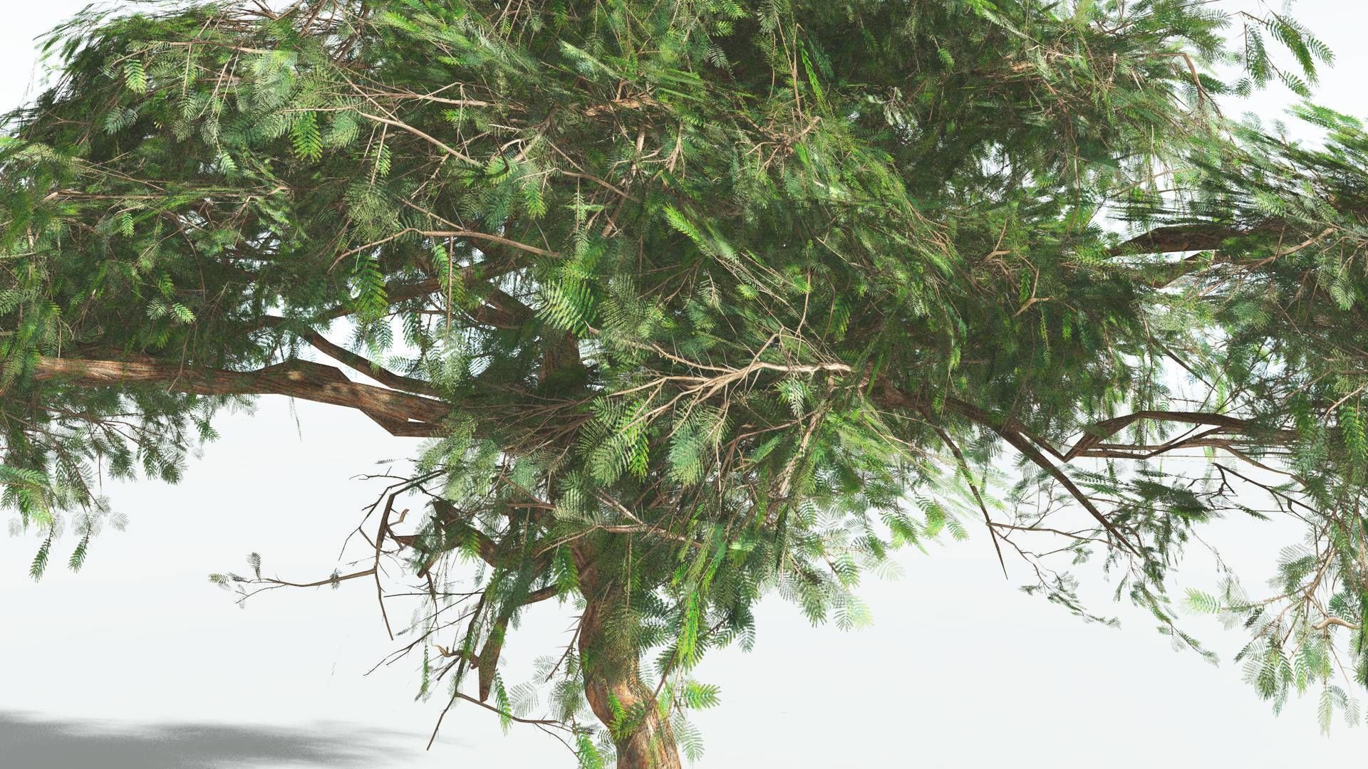 EVERYPlant Umbrella Thorn Acacia LowPoly 1 --12 Models-- Low-poly 3D model_7