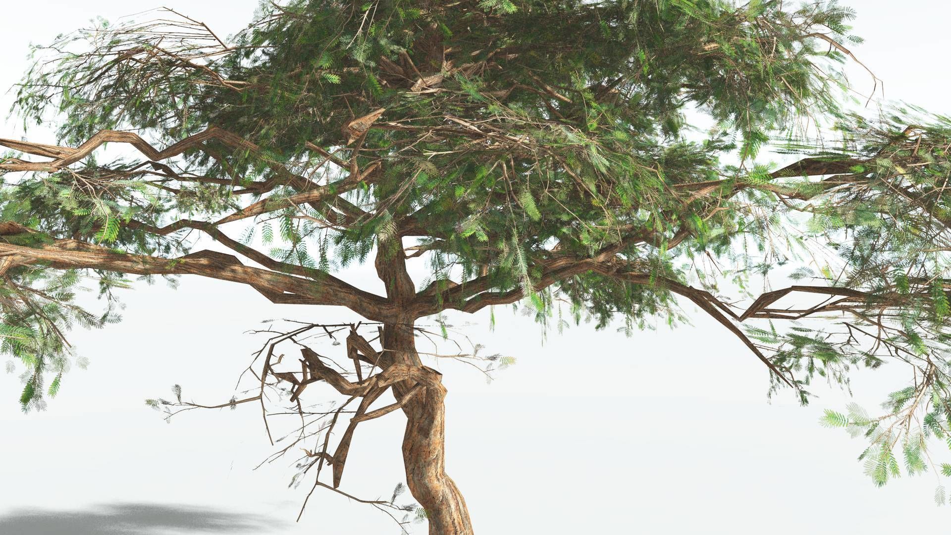 EVERYPlant Umbrella Thorn Acacia LowPoly 1 --12 Models-- Low-poly 3D model_9