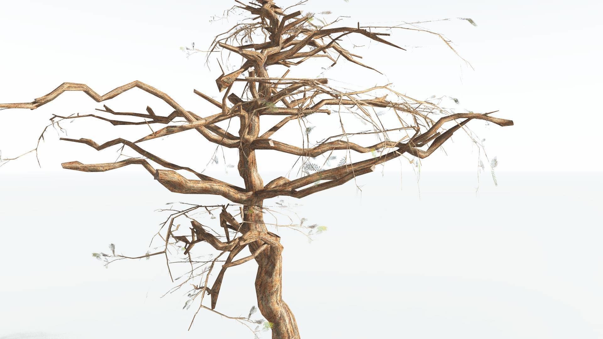 EVERYPlant Umbrella Thorn Acacia LowPoly 1 --12 Models-- Low-poly 3D model_13