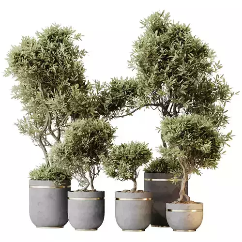 Kalamata Leccino Arbequina Wilsonii Chemlali Olive Set 22 3D model