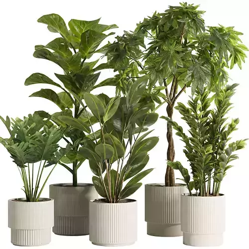 Indoor Plant Set48