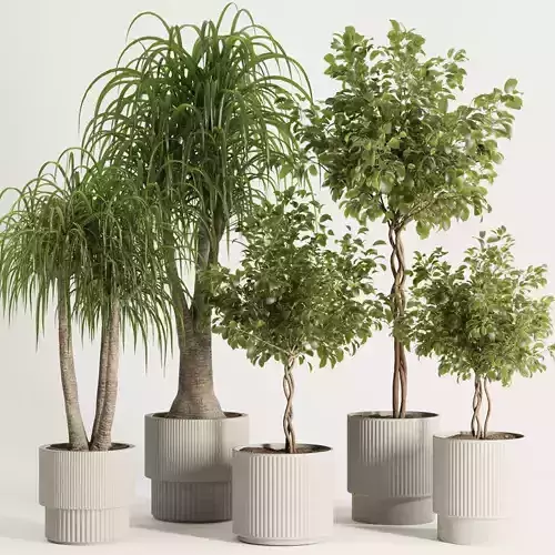 Indoor Plant Set49