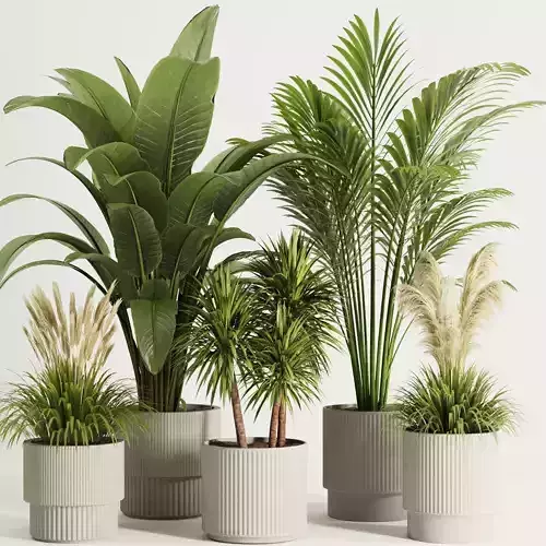 Indoor Plant Set50